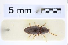 Foto (Dorsalansicht) von Dicronychus javanus (Candèze, 1860) (NHMW-ZOO-COL-0008278)